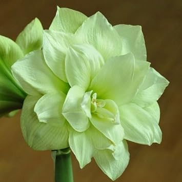 Flower Seeds, Seeds,Seeds For Planting,Plant Seeds
