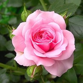 Flower Seeds, Seeds,Seeds For Planting,Plant Seeds