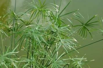 Flower Seeds, Seeds,Seeds For Planting,Plant Seeds