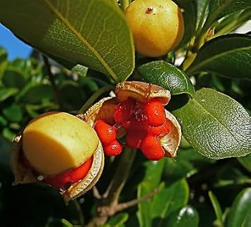 Fruit Seeds,Garden seeds, Seeds For Planting,Plant Seeds