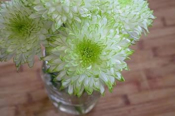 Flower Seeds, Seeds,Seeds For Planting,Plant Seeds