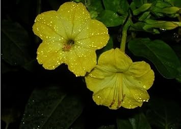 Yellow Huang Moli Flower Seeds for Planting – Heirloom, Non-GMO, Organic Garden Seeds, High Germination