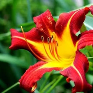 Flower Seeds, Seeds,Seeds For Planting,Plant Seeds