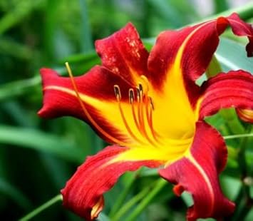 Flower Seeds, Seeds,Seeds For Planting,Plant Seeds