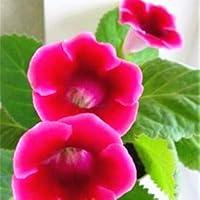 Dark Pink Gloxinia Flower Seeds for Planting - Wildflower Mix, Heirloom, Non-GMO, High Germination Organic Garden Seeds