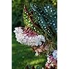 Begonia Flower Seeds for Planting – Cottage Garden Essential Heirloom Non-GMO Organic Garden Seeds