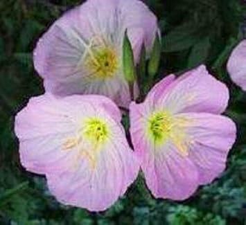 Flower Seeds, Seeds,Seeds For Planting,Plant Seeds