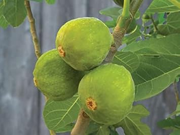 Fruit Seeds,Garden seeds, Seeds For Planting,Plant Seeds