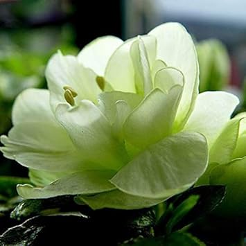 Flower Seeds, Seeds,Seeds For Planting,Plant Seeds