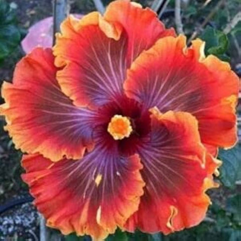 Flower Seeds, Seeds,Seeds For Planting,Plant Seeds