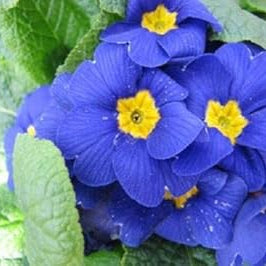 Flower Seeds, Seeds,Seeds For Planting,Plant Seeds