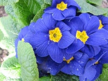 Flower Seeds, Seeds,Seeds For Planting,Plant Seeds