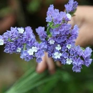 Flower Seeds, Seeds,Seeds For Planting,Plant Seeds