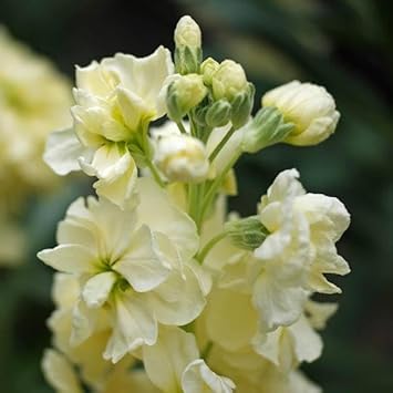 Flower Seeds, Seeds,Seeds For Planting,Plant Seeds