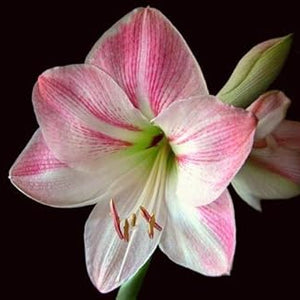 Flower Seeds, Seeds,Seeds For Planting,Plant Seeds