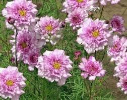 Flower Seeds, Seeds,Seeds For Planting,Plant Seeds