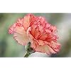 Pale Pink Carnation Seeds – Heirloom Non-GMO, Shade-Tolerant Organic Garden Seeds