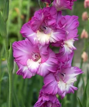 Flower Seeds, Seeds,Seeds For Planting,Plant Seeds