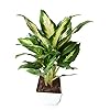 Aglaonema Green Mix for Planting – Heirloom, Non-GMO, Shade Tolerant, High Germination Organic Garden Seeds