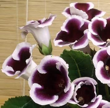 Flower Seeds, Seeds,Seeds For Planting,Plant Seeds