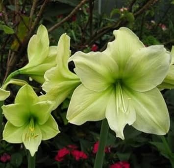 Flower Seeds, Seeds,Seeds For Planting,Plant Seeds