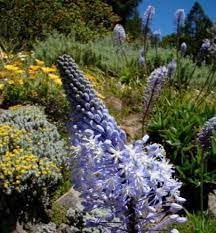 Flower Seeds, Seeds,Seeds For Planting,Plant Seeds