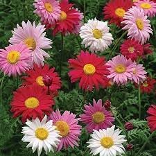 Flower Seeds, Seeds,Seeds For Planting,Plant Seeds