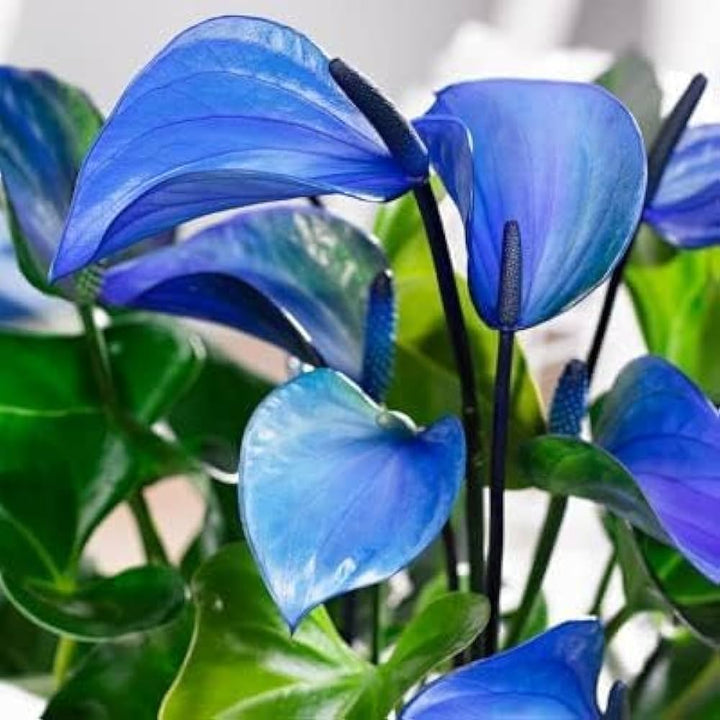Blue Anthurium Flower Seeds for Planting – Vibrant Colors, Heirloom, Non-GMO, High Germination