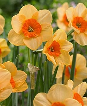 Flower Seeds, Seeds,Seeds For Planting,Plant Seeds