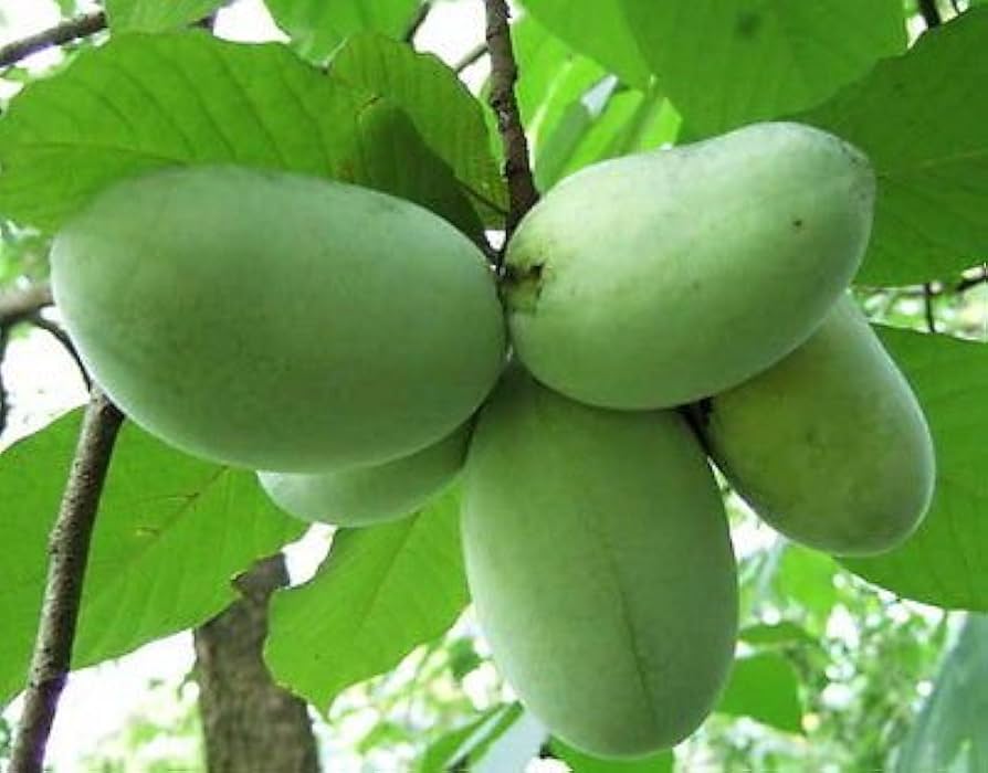 Fruit Seeds,Garden seeds, Seeds For Planting,Plant Seeds