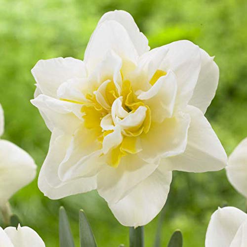 White Yellow Double Petals Narcissus Daffodil Seeds for Planting – Heirloom, Non-GMO, Shade Tolerant, High Germination