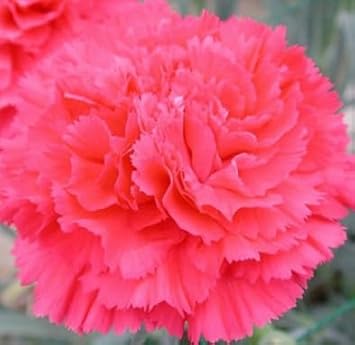 Flower Seeds, Seeds,Seeds For Planting,Plant Seeds