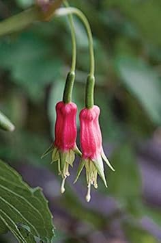 Flower Seeds, Seeds,Seeds For Planting,Plant Seeds