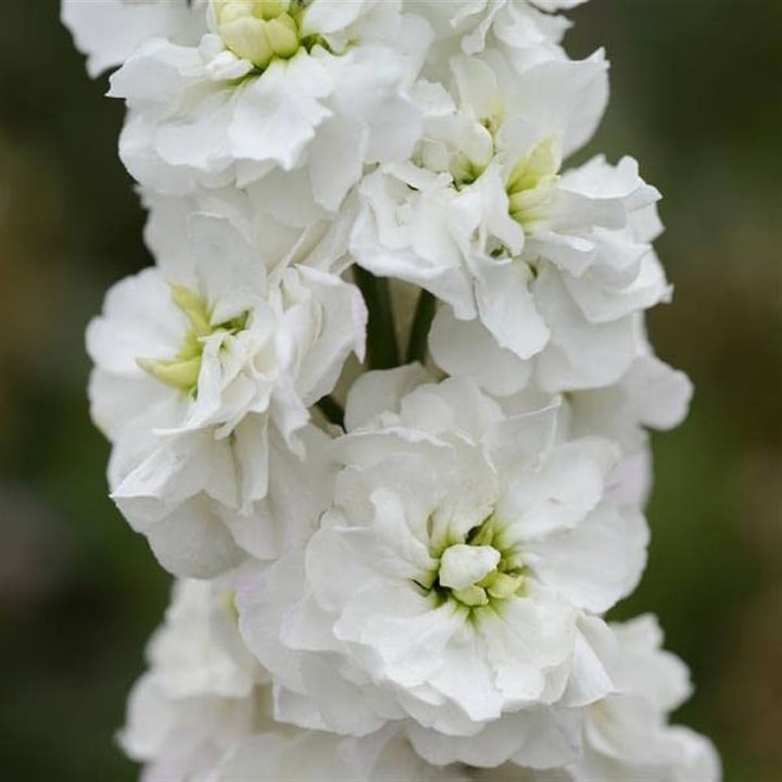 Flower Seeds, Seeds,Seeds For Planting,Plant Seeds
