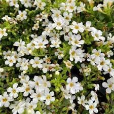 Flower Seeds, Seeds,Seeds For Planting,Plant Seeds