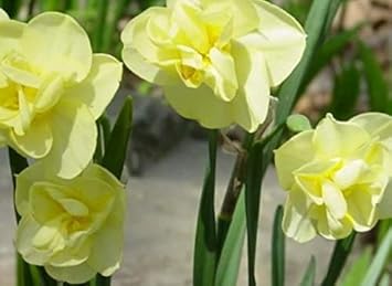 Flower Seeds, Seeds,Seeds For Planting,Plant Seeds