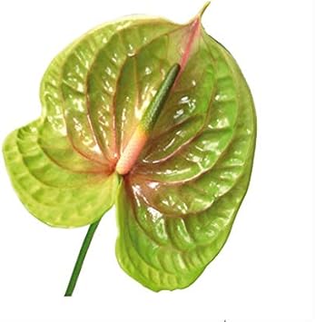 Flower Seeds, Seeds,Seeds For Planting,Plant Seeds