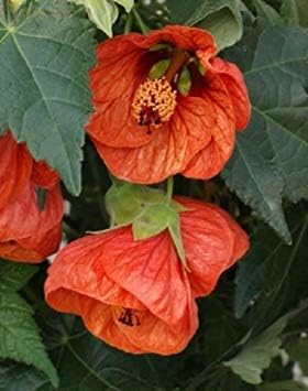 Flower Seeds, Seeds,Seeds For Planting,Plant Seeds