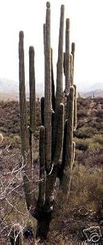 Vegetable Seeds,Garden seeds, Seeds For Planting,Plant Seeds