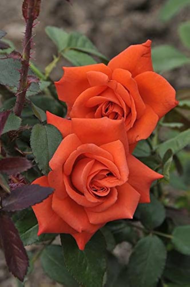 Orange Rose Flower Seeds for Planting – Premium Heirloom, Non-GMO, High Germination Organic Garden Seeds