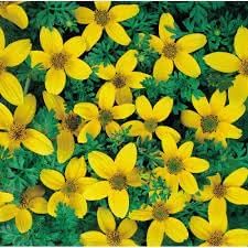 Flower Seeds, Seeds,Seeds For Planting,Plant Seeds