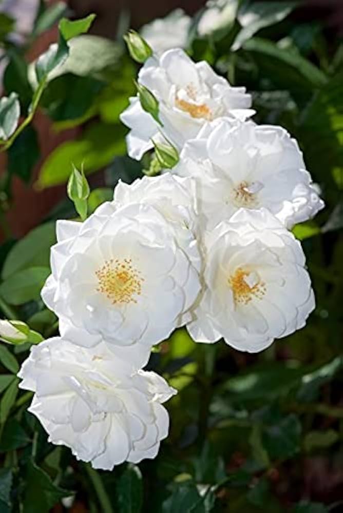 White Climbing Rose Flower Seeds for Planting – Heirloom Non-GMO, High Germination Organic Garden Seeds