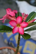 Pink Adenium Flower Seeds for Planting – Heirloom, Non-GMO, Low-Maintenance Organic Garden Seeds