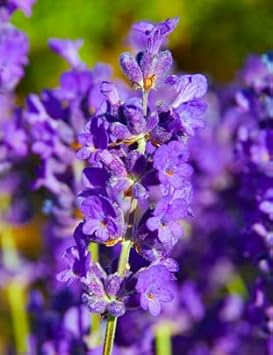 Flower Seeds, Seeds,Seeds For Planting,Plant Seeds