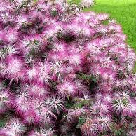 Flower Seeds, Seeds,Seeds For Planting,Plant Seeds