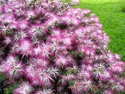 Pink Mix Acacia Perennial Flower Seeds for Planting – Heirloom, Non-GMO, High Germination Seeds
