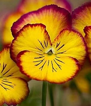 Flower Seeds, Seeds,Seeds For Planting,Plant Seeds