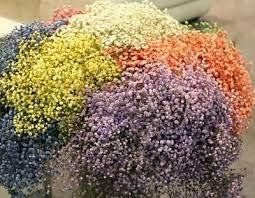 Flower Seeds, Seeds,Seeds For Planting,Plant Seeds