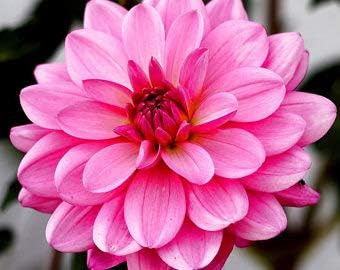 Flower Seeds, Seeds,Seeds For Planting,Plant Seeds