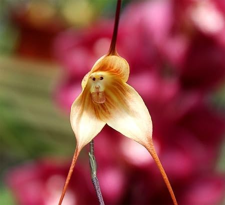 Brown Monkey Orchid Flower Seeds for Planting – Heirloom, Non-GMO, High Germination Organic Garden Seeds